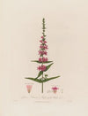 Lythrum Salicaria ; or Purple-spiked Willow-herb (1799–1810)