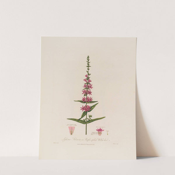 Lythrum Salicaria ; or Purple-spiked Willow-herb (1799–1810) by Robert John Thornton