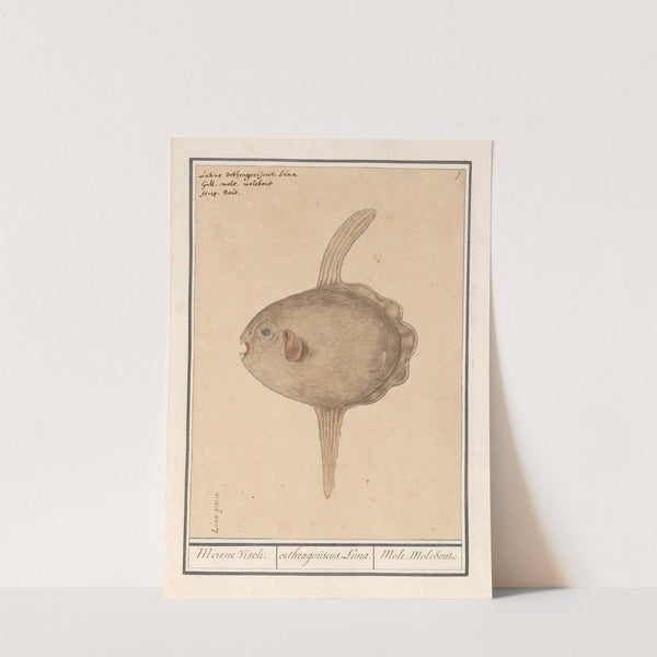 Maanvis (Mola mola) Maene Visch. orthragoriscus Luna. Mole Molebout (1596-1610) by Anselmus Boëtius de Boodt