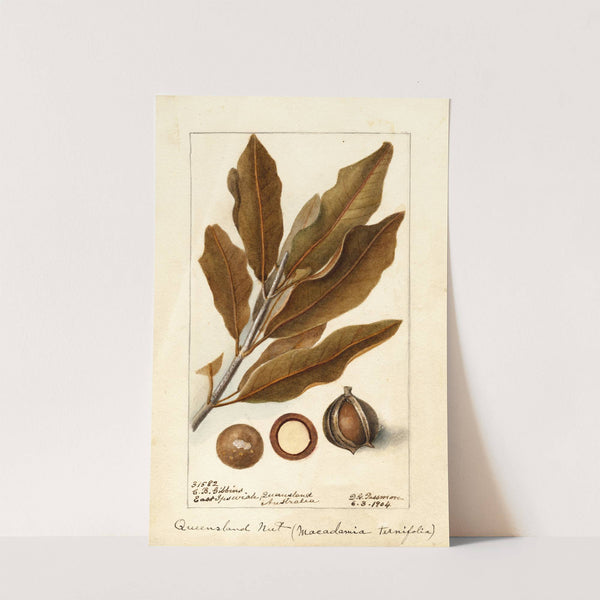 Macadamia ternifolia (1904) by Deborah Griscom Passmore
