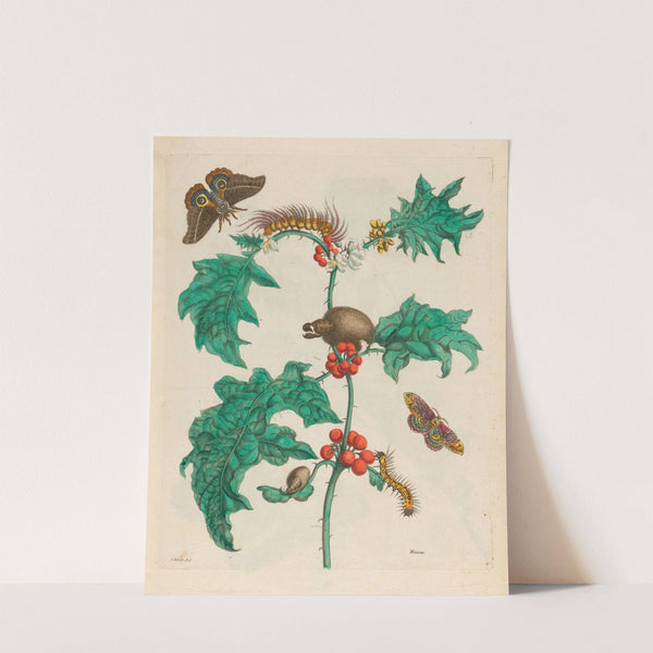 Maccai (1719) by Maria Sibylla Merian