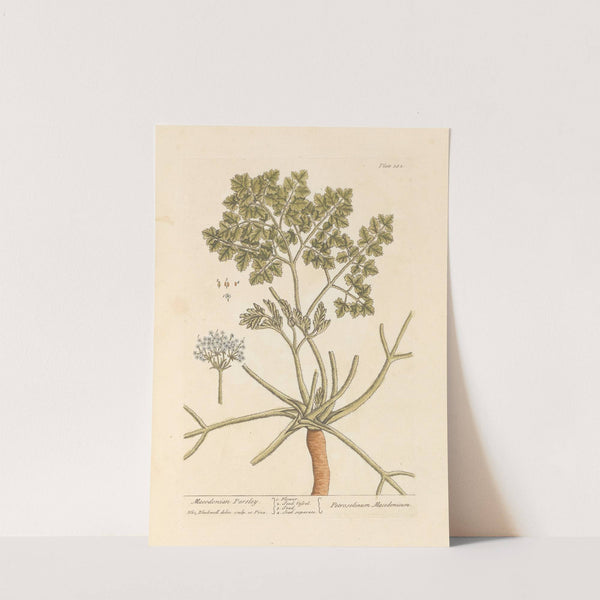 Macedonian parsley by Elizabeth Blackwell