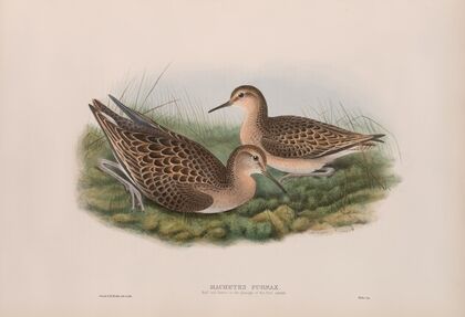 Machetes pugnax. Ruff and Reene in first-autumn plumage. (1862-1873)