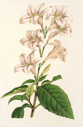 Mackaya bella
