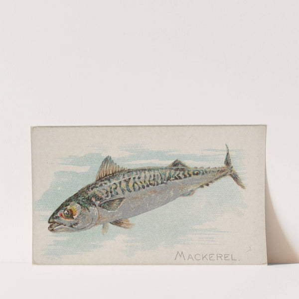 Mackerel (1889) by Allen & Ginter