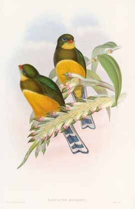 Macklot’s Trogon