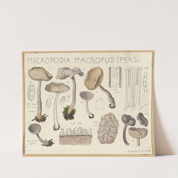 Macropodia macropus (1915-1945) by Hans Walty