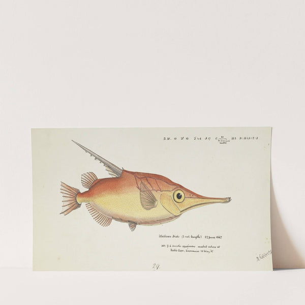 Macrorhamphosus scolopax (Tas) : Snipefish (1867) by Frank Edward Clarke