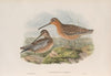 Macrorhamphus griseus. Red-breasted or Brown Snipe. (1862-1873)