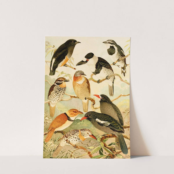 Macurús, Tangurú-para by Emil August Göldi