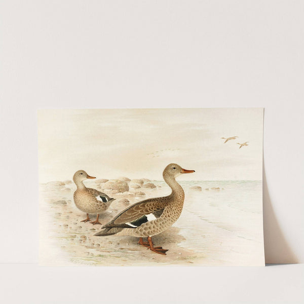 Madagascan Teal by Henrik Gronvold