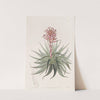 Madder-coloured Tillandsia (1815-1819) by Sydenham Edwards