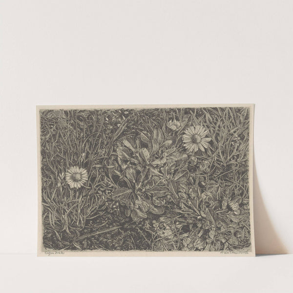 Madelieven in het gras (1911 - 1943) by Arend Hendriks