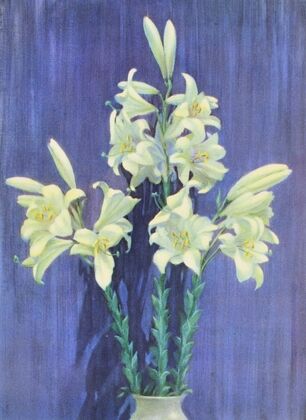 Madonna Lily