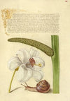 Madonna Lily, Terrestrial Mollusk, and Sweet Flag (1561–1596)