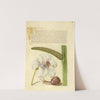 Madonna Lily, Terrestrial Mollusk, and Sweet Flag (1561–1596) by Joris Hoefnagel