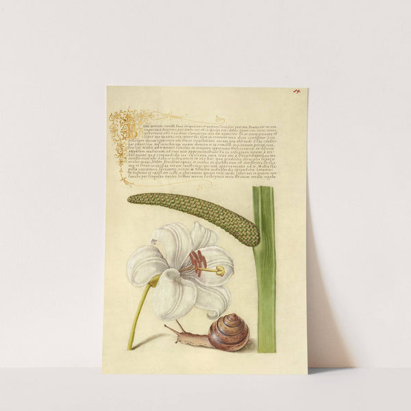 Madonna Lily, Terrestrial Mollusk, and Sweet Flag (1561–1596) by Joris Hoefnagel