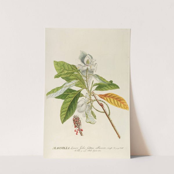 Magnolia by Georg Dionysius Ehret