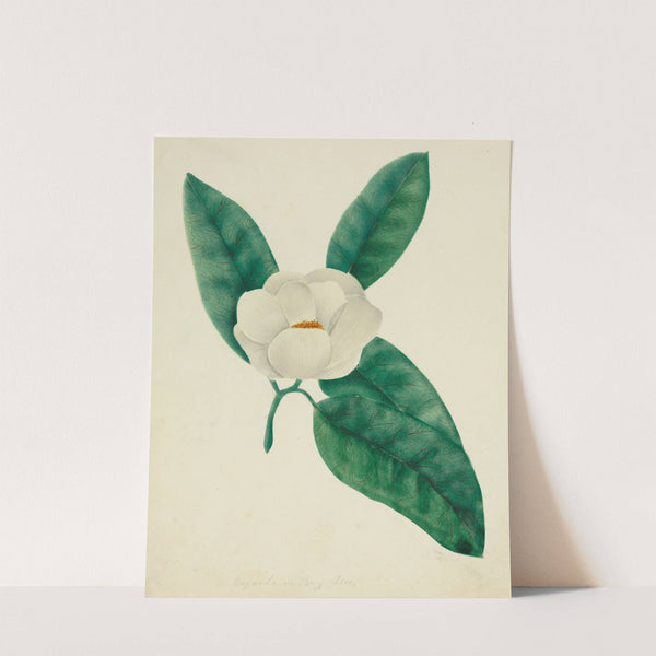 Magnolia (1800s) by Mary Altha Nims