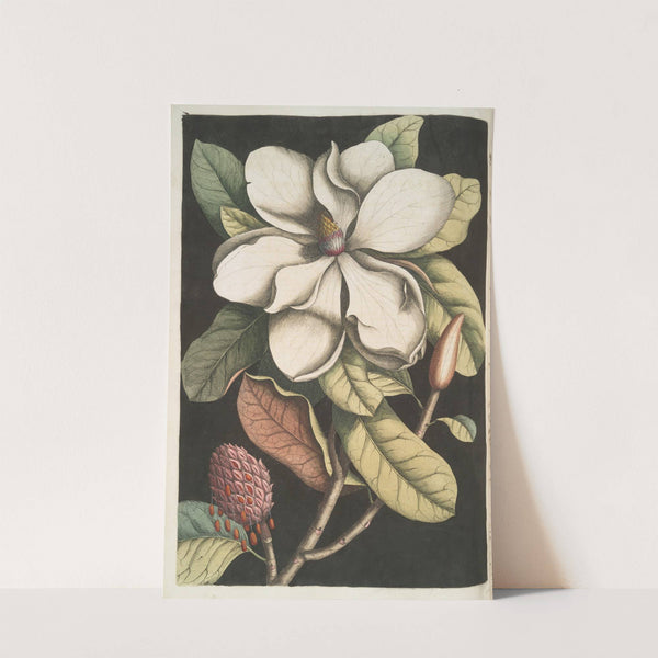 Magnolia altissima, The Laurel-Tree of Carolina. by Mark Catesby