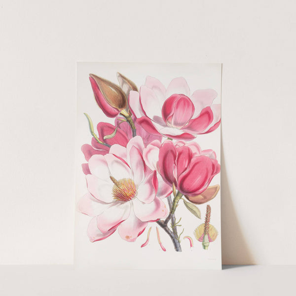 Magnolia Campbellii, H.f. et T. (Flowering plant). (1855) by Walter Hood Fitch