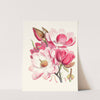 Magnolia Campbellii, H.f. et T. (Flowering plant) (1855) by Walter Hood Fitch