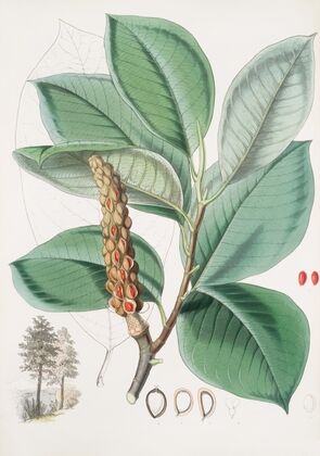 Magnolia Campbellii, H.f. et T. (Fruiting plant in foliage) (1855)