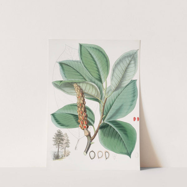 Magnolia Campbellii, H.f. et T. (Fruiting plant in foliage) (1855) by Walter Hood Fitch