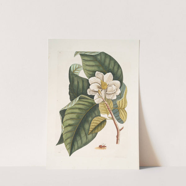 Magnolia fore albo &c.; Formica villosa coccinea, The Velvet Ant. by Mark Catesby