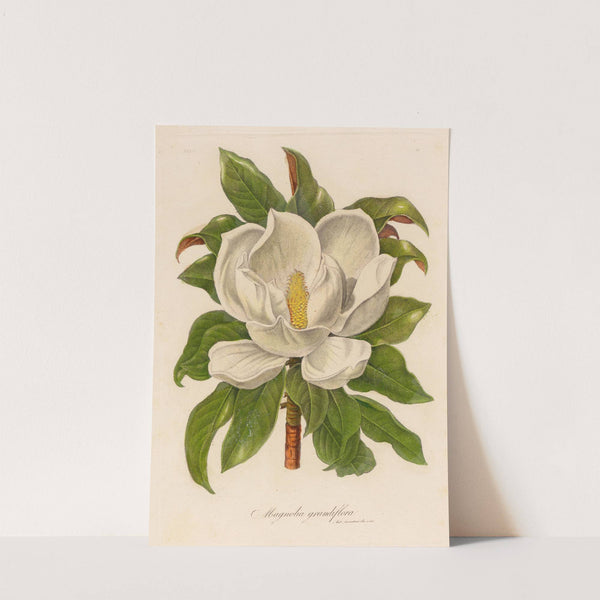 Magnolia grandiflora (1818-1824) by Gaetano Savi