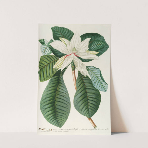 Magnolia III by Georg Dionysius Ehret