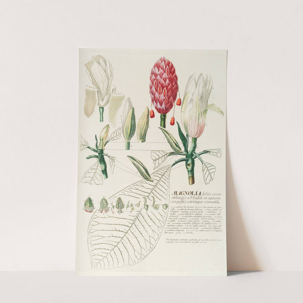 Magnolia IV by Georg Dionysius Ehret