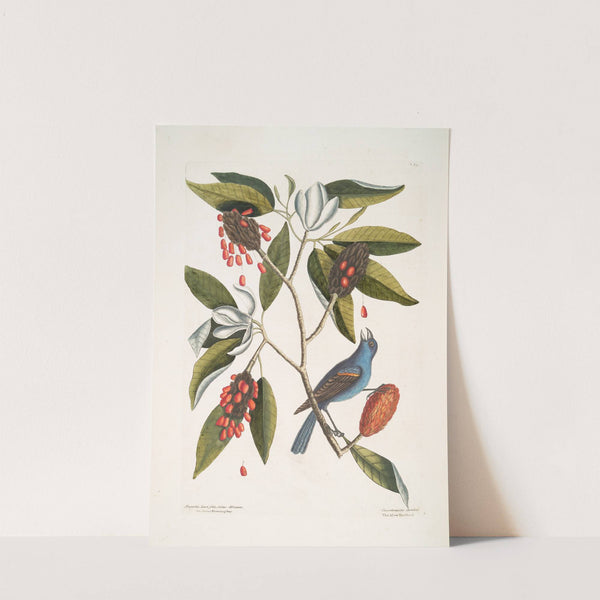 Magnolia Lauri folio, Subtus albicante, The Sweet flowring Bay; Coccothraustes coeruleus, The blew Grosbeak. by Mark Catesby