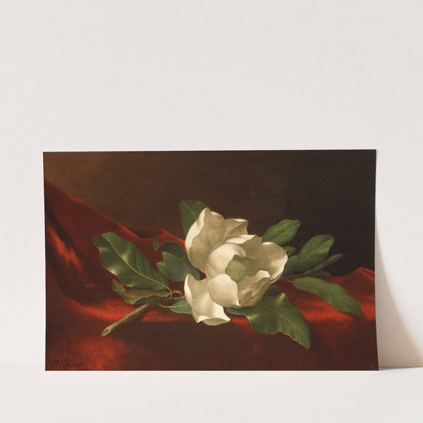 Magnolia (c.1885–95) by Martin Johnson Heade