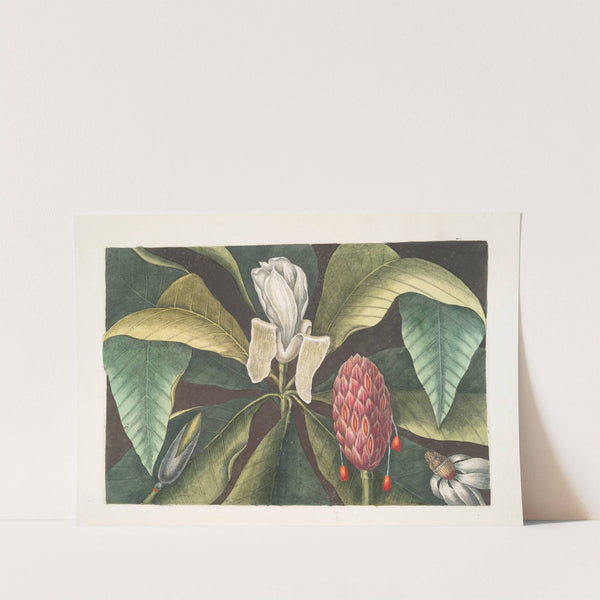 Magnolia, The Umbrella Tree. by Mark Catesby
