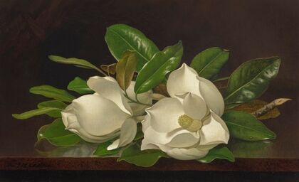 Magnolias on a Shiny Table (circa 1885-95)