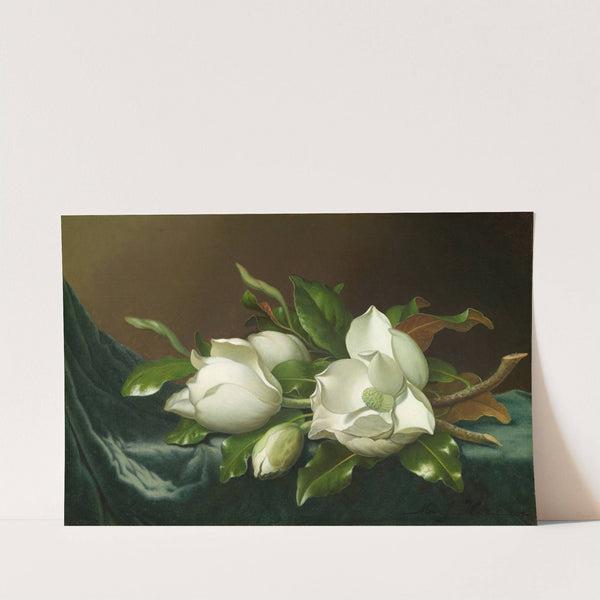 Magnolias on Light Blue Velvet Cloth (1885) by Martin Johnson Heade