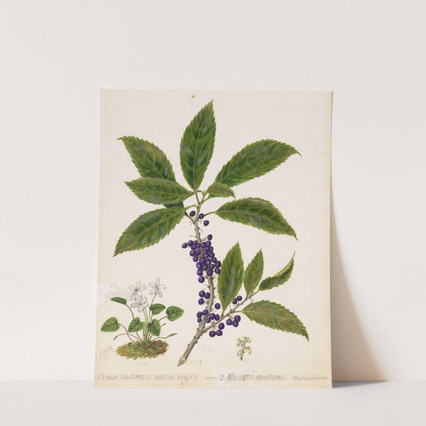 Mahoe by Sarah Featon