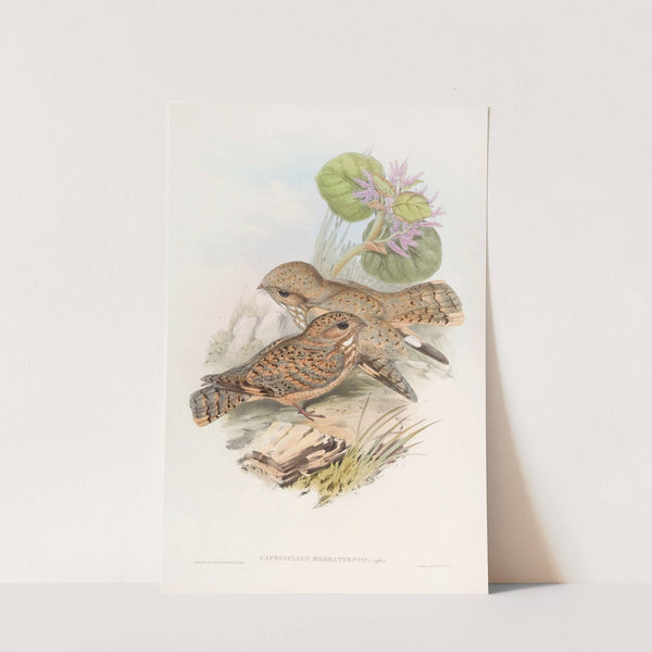 Mahratta, Nightjar by John Gould