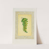Maiden Hair Fern (1869) by John Henry Ingram
