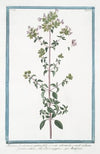 Maiorana fructicosa, et cespitosa, foliis ex ovato subrotundis, e viridi violaceis, floribus rubris – Persa maggiore – Marjolaine. (Marjoram)