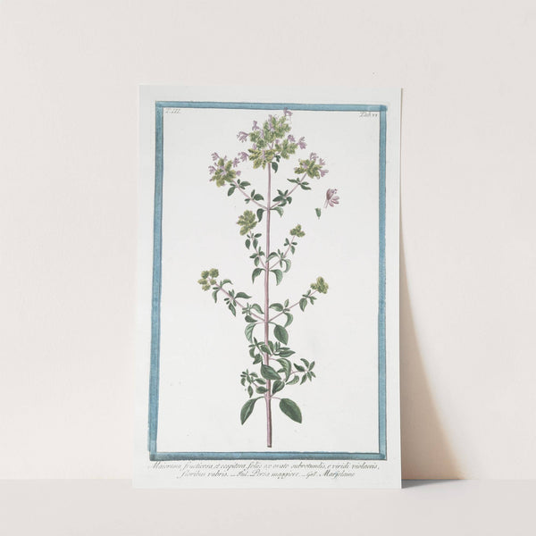 Maiorana fructicosa, et cespitosa, foliis ex ovato subrotundis, e viridi violaceis, floribus rubris - Persa maggiore - Marjolaine. (Marjoram) by Giorgio Bonelli