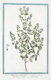Maiorana tenui folia – Persa gentile – Marjolaine. (Marjoram)