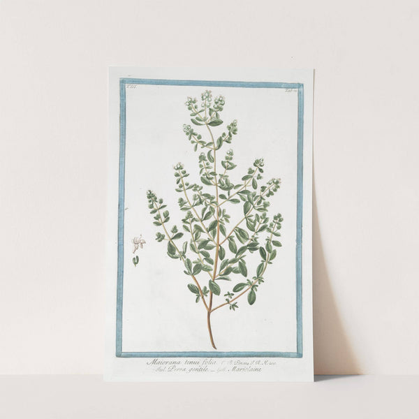 Maiorana tenui folia - Persa gentile - Marjolaine. (Marjoram) by Giorgio Bonelli