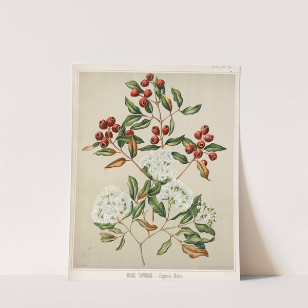 Maire Tawhake - Eugenia maire Plate 39 by Sarah Featon