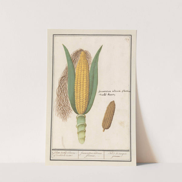 Mais (Zea mays) Geluwe turks Coorne. of turksche terwe frumentum indicum flavum. Bled de turquie jeaune (1596-1610) by Anselmus Boëtius de Boodt