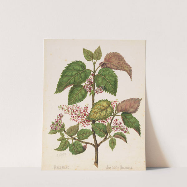 Makomako - Aristotelia racemosa by Sarah Featon