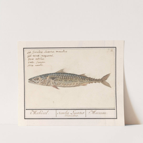 Makreel (Scomber scombrus) Makreel. Scomber Lacertus Marrellus. Macreau. (1596-1610) by Anselmus Boëtius de Boodt