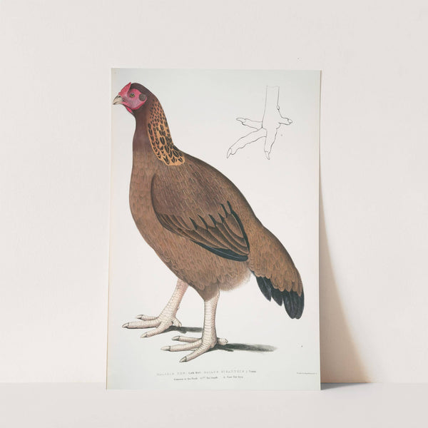 Malabar Hen, Gallus giganteus. Common in Doab. by John Edward Gray