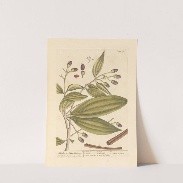 Malabar or java cinamon by Elizabeth Blackwell